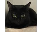 Adopt Shilow a All Black Domestic Shorthair / Domestic Shorthair / Mixed cat in