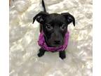 Adopt Dove a Black Mixed Breed (Medium) / Mixed dog in Worcester, MA (41260524)