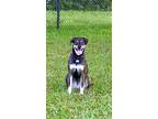 Adopt Roxy a Black - with Tan, Yellow or Fawn Mutt / Mutt / Mixed dog in Jensen