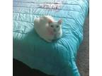 Adopt Tuna a White American Shorthair / Mixed (medium coat) cat in Westminster