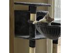 Adopt LilyBear a Tan or Fawn Tabby Domestic Shorthair / Mixed (short coat) cat