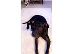 Adopt Rufus a Black Pitsky / Labrador Retriever / Mixed dog in Jacksonville
