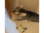 Adopt Indica a Tiger Striped Domestic Shorthair (short coat) cat in Santa Rosa