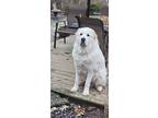 Adopt Bosco a White Great Pyrenees / Mixed dog in Bay Village, OH (41260478)