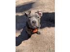 Adopt Aries a Gray/Silver/Salt & Pepper - with White American Pit Bull Terrier /