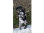 Adopt Bruce a Gray/Blue/Silver/Salt & Pepper Texas Heeler / Mixed dog in Haltom
