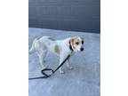 Adopt gracie a Brown/Chocolate - with White Anatolian Shepherd / Great Pyrenees