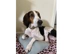 Adopt Sage a Brown/Chocolate - with White Treeing Walker Coonhound / Mixed dog
