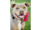 Adopt Candy a Tan/Yellow/Fawn American Pit Bull Terrier / Mixed Breed (Medium) /
