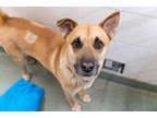 Adopt Raymond a Tan/Yellow/Fawn Chow Chow / German Shepherd Dog / Mixed dog in