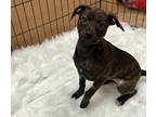 Adopt Suki a Brindle Mixed Breed (Medium) / Mixed dog in Worcester