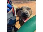 Adopt Harriet Potter a Brindle Plott Hound / Mountain Cur / Mixed dog in Phenix