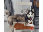 Adopt Archie a Black - with White American Eskimo Dog / Husky / Mixed dog in