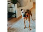 Adopt Scooby Doo a Tan/Yellow/Fawn - with Black Black Mouth Cur / Boxer / Mixed
