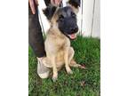 Adopt Lady Bug a Tan/Yellow/Fawn - with Black Shepherd (Unknown Type) / Mixed
