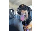 Adopt Zeke a Black - with Tan, Yellow or Fawn Retriever (Unknown Type) / Bernese