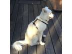 Adopt Coco a White American Eskimo Dog / Pomeranian / Mixed dog in Pleasant