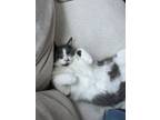 Adopt Chana a Gray or Blue (Mostly) Domestic Shorthair / Mixed (short coat) cat
