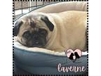 Adopt Laverne a Tan/Yellow/Fawn - with Black Pug / Mixed dog in Gilbert