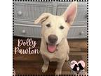 Adopt Dolly Pawton a White Great Pyrenees / German Shepherd Dog / Mixed dog in