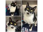 Adopt Ella a All Black Domestic Shorthair / Domestic Shorthair / Mixed cat in