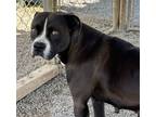 Adopt Momma a Black Boxer / Mixed Breed (Medium) / Mixed (short coat) dog in