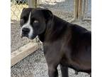 Adopt Momma a Black Boxer / Mixed dog in Blue Ridge, GA (41214830)