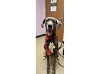 Adopt Boudreaux a Gray/Blue/Silver/Salt & Pepper Great Dane / Mixed dog in