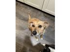 Adopt Ava a Tan/Yellow/Fawn - with Black Whippet / Mixed dog in Selma