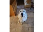 Adopt Valcore a White Great Pyrenees / Mixed dog in Phoenix, AZ (41260015)