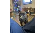 Adopt Coco a Brindle American Pit Bull Terrier / Boxer / Mixed dog in Perry