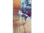 Adopt Harvey a Merle Australian Shepherd / Mixed dog in Brooklyn, WI (41259970)