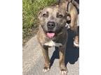 Adopt Norma Jean a Brindle American Staffordshire Terrier / Mixed dog in Blue