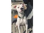 Adopt Hope a White American Pit Bull Terrier / Mixed Breed (Medium) / Mixed