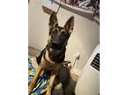 Adopt Winston Furchill a Black - with Tan, Yellow or Fawn German Shepherd Dog /