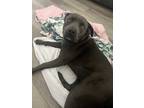 Adopt Jessie a Black - with White American Pit Bull Terrier / Mixed dog in Apple