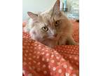 Adopt Thor a Cream or Ivory Maine Coon / Mixed (long coat) cat in Bennington