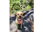 Adopt Marsh a Terrier (Unknown Type, Medium) / Mixed dog in Escondido