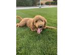 Adopt Rush a Tan/Yellow/Fawn Labradoodle / Mixed dog in Rexburg, ID (40137798)