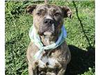 Adopt Missy a Brindle Labrador Retriever / Mixed dog in Bayonne, NJ (41259862)