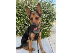 Adopt Scout a Black - with Tan, Yellow or Fawn German Shepherd Dog / Rottweiler