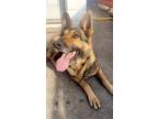 Adopt Roxy a Brown/Chocolate - with Black German Shepherd Dog / Mixed dog in