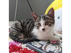 Adopt TACO a Gray or Blue Domestic Shorthair / Mixed Breed (Medium) / Mixed