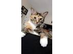 Adopt Arya a Brown Tabby Domestic Mediumhair / Mixed (medium coat) cat in