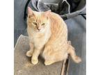 Adopt Pesto a Tan or Fawn Tabby Domestic Shorthair (short coat) cat in West