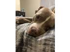 Adopt Kudo a Brown/Chocolate - with White American Pit Bull Terrier / Mixed dog