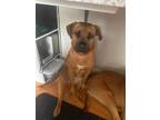 Adopt Alora Newberry a Tan/Yellow/Fawn Hound (Unknown Type) / Terrier (Unknown