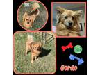 Adopt Gordo a Red/Golden/Orange/Chestnut Pomeranian / Mixed dog in Scottsdale