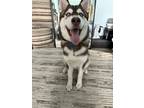 Adopt Apollo a Brown/Chocolate - with White Husky / Husky / Mixed dog in