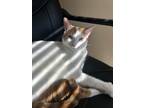 Adopt Phoenix a White (Mostly) Domestic Shorthair / Mixed (short coat) cat in